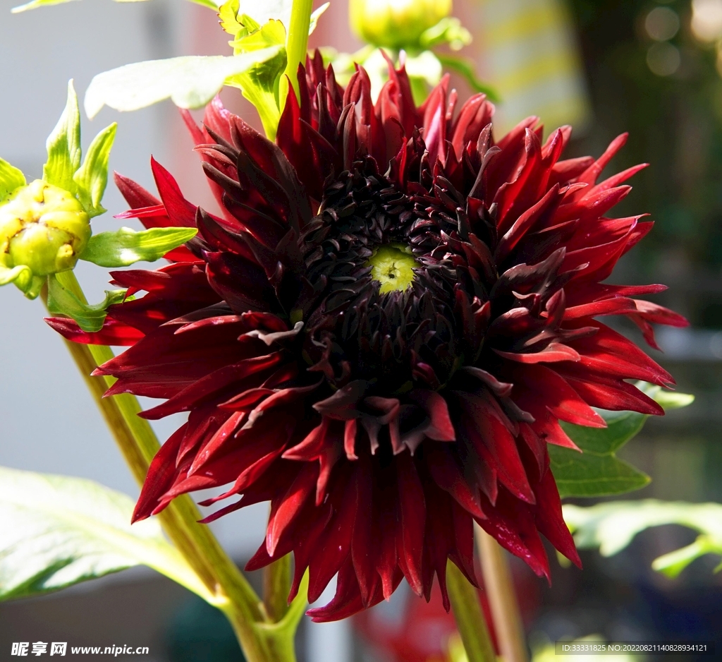 大丽花