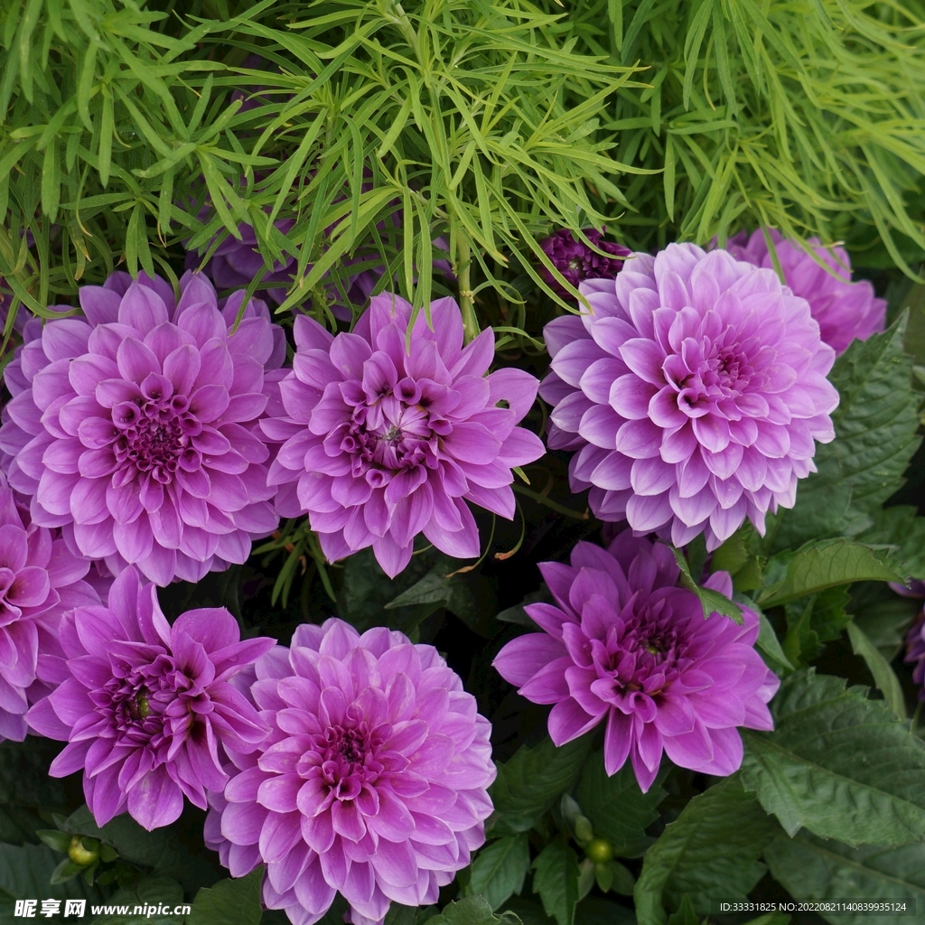 大丽花