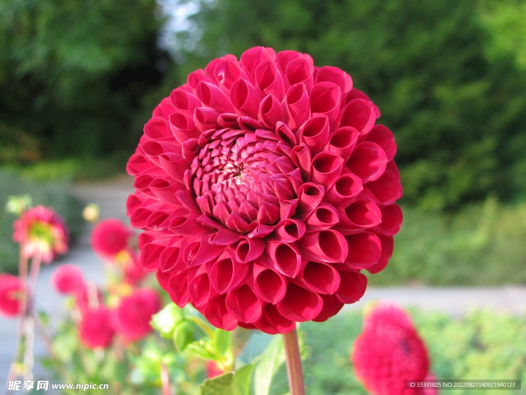 大丽花