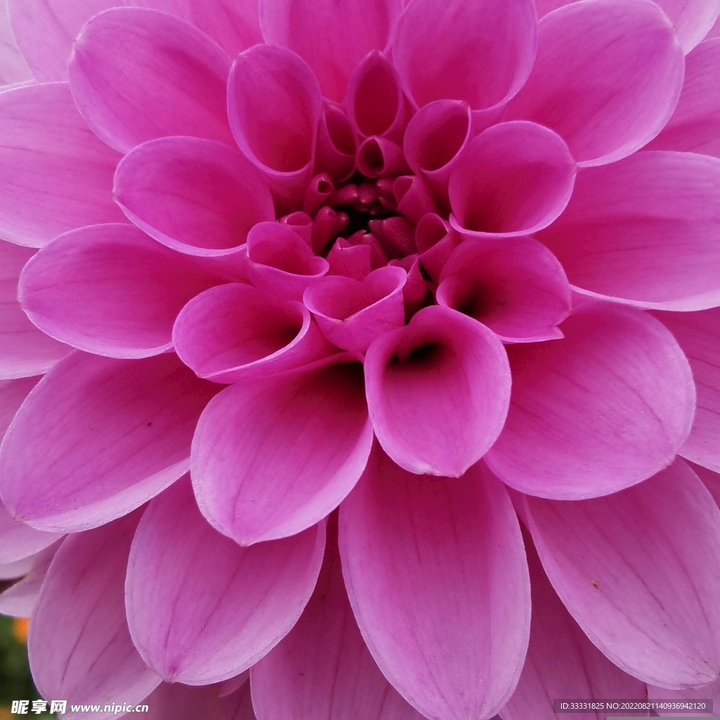 大丽花