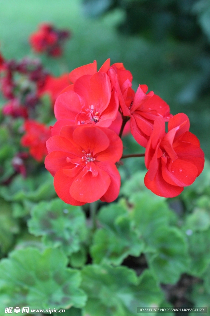 大丽花