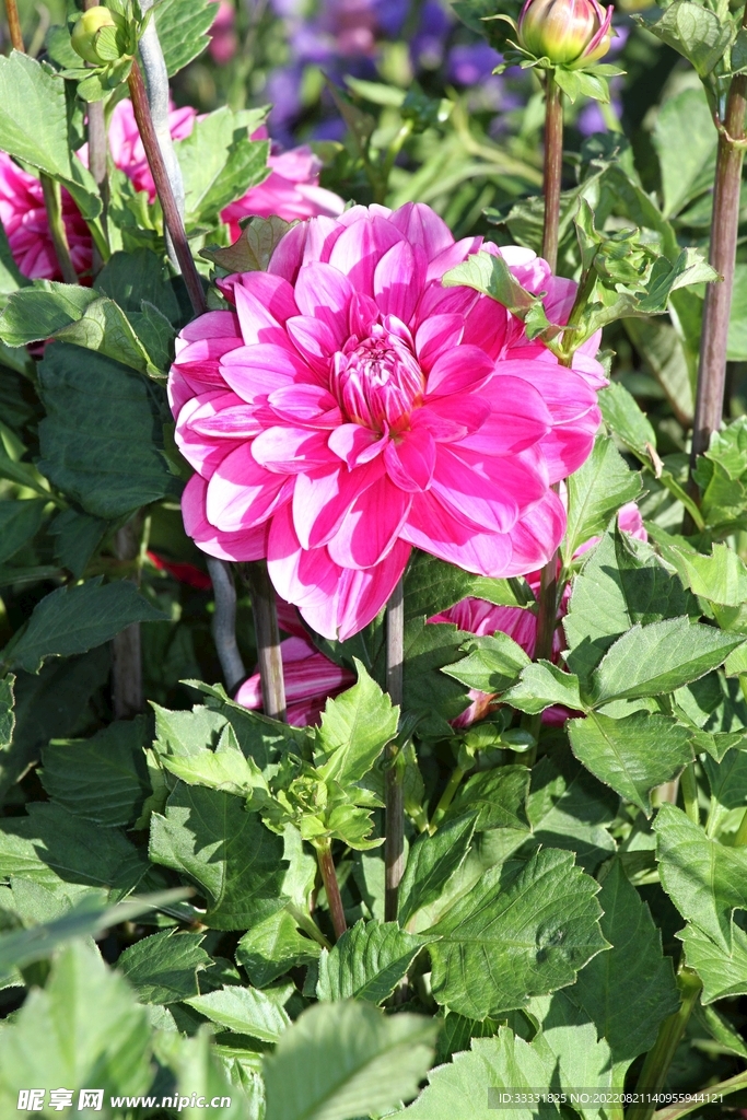 大丽花