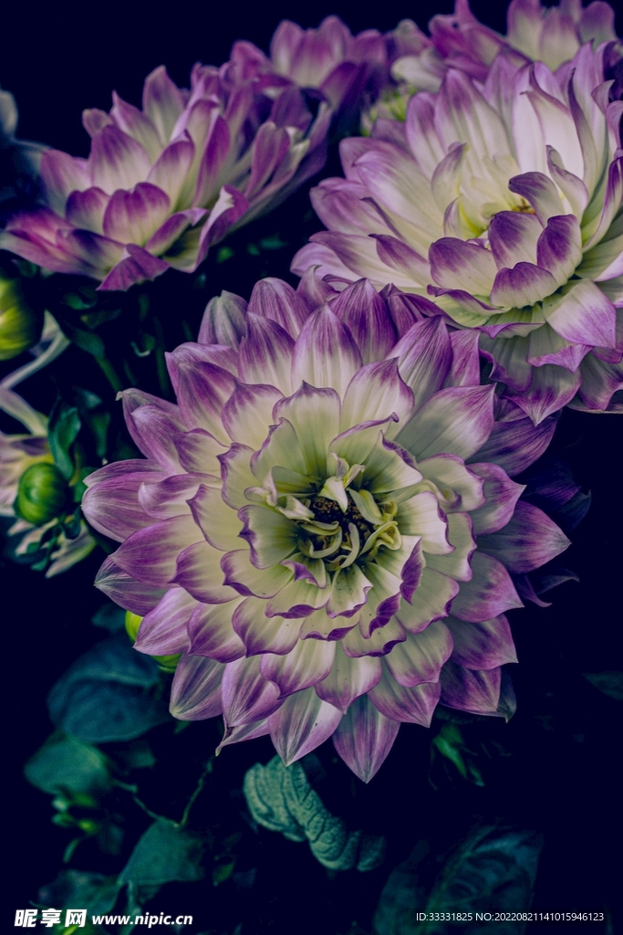 大丽花