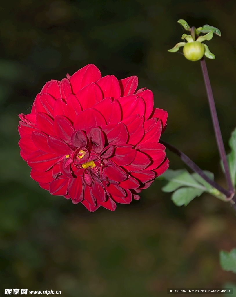 大丽花