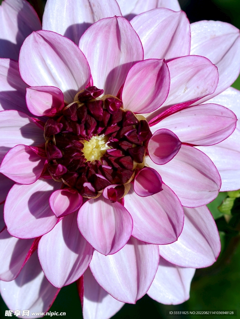 大丽花