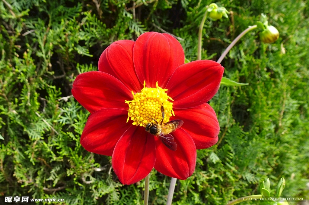 大丽花