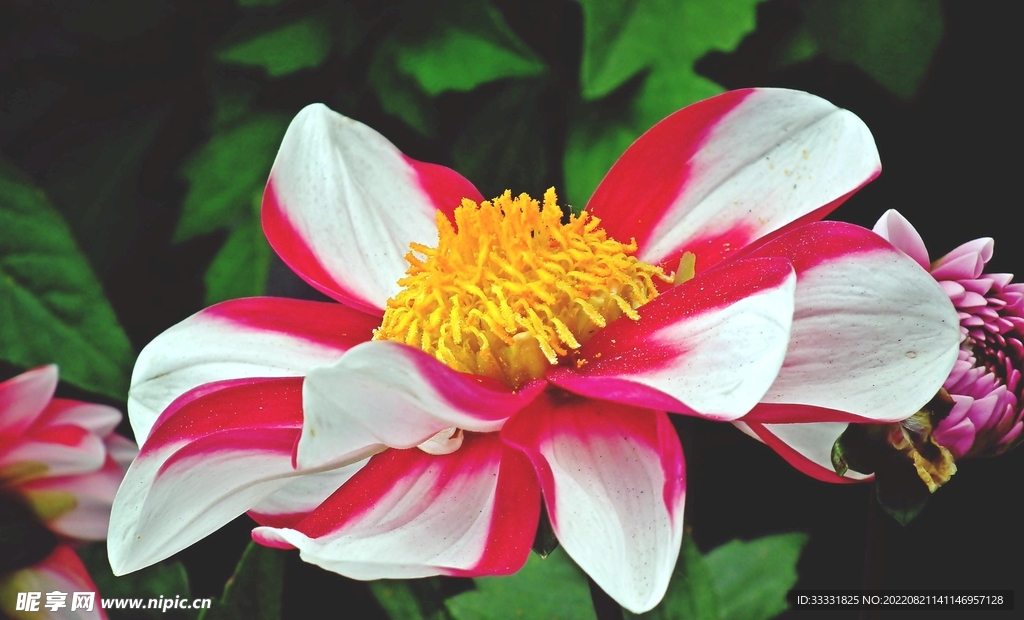 大丽花