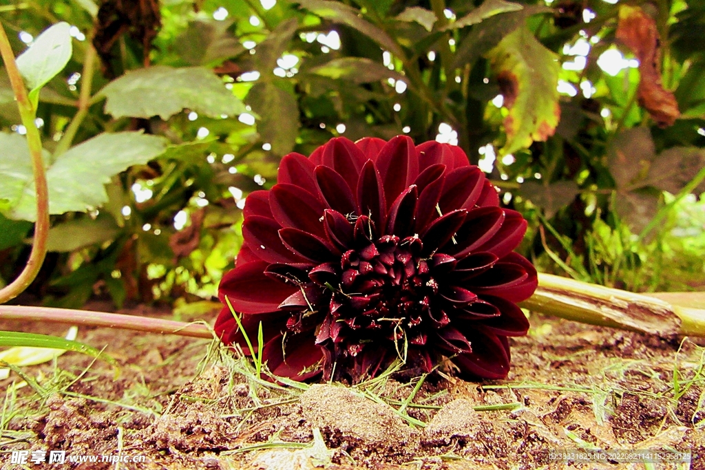 大丽花