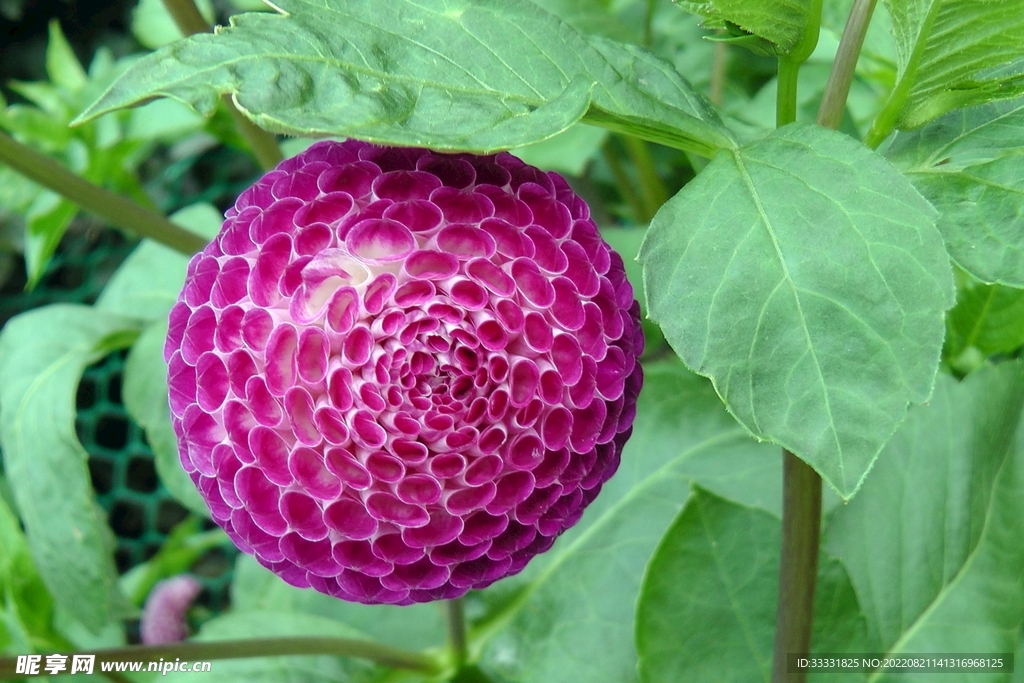 大丽花