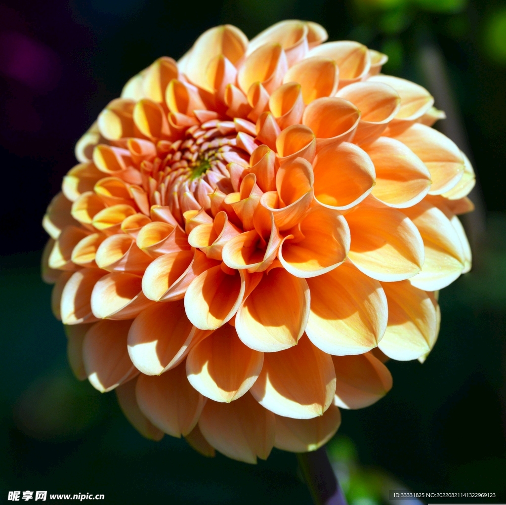 大丽花