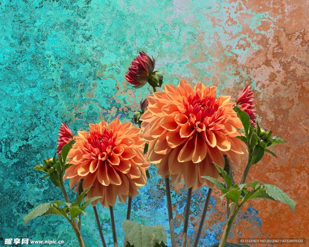 大丽花