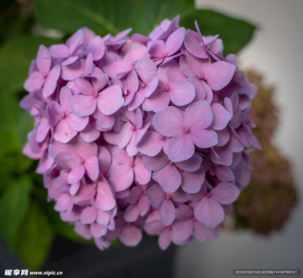 大丽花