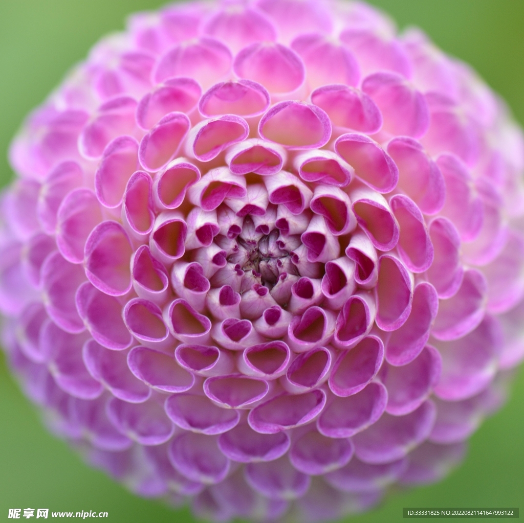 大丽花
