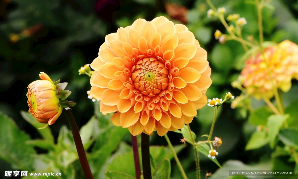 大丽花
