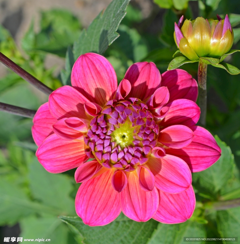 大丽花