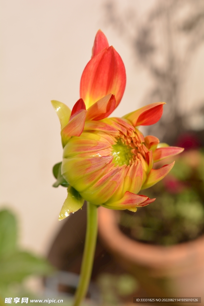 大丽花