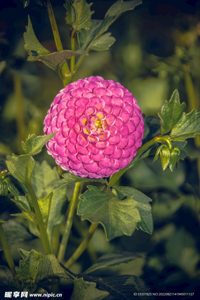 大丽花