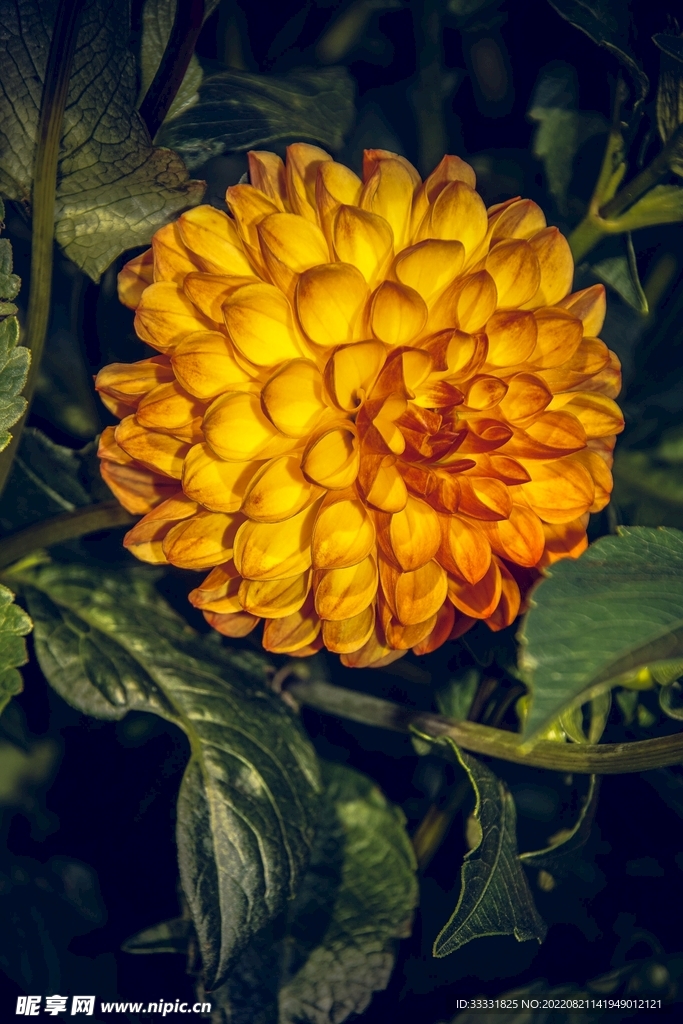 大丽花