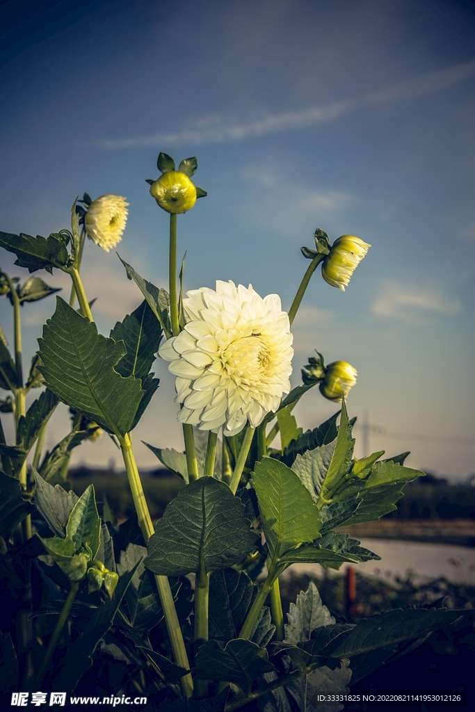 大丽花