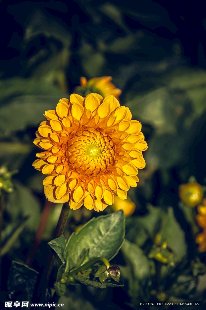 大丽花