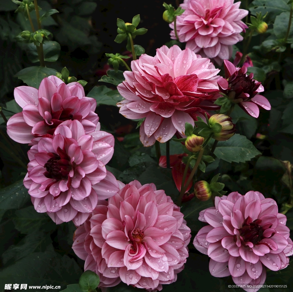 大丽花