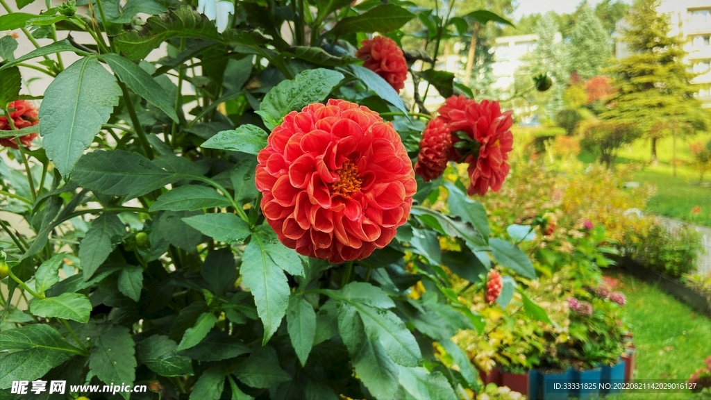 大丽花