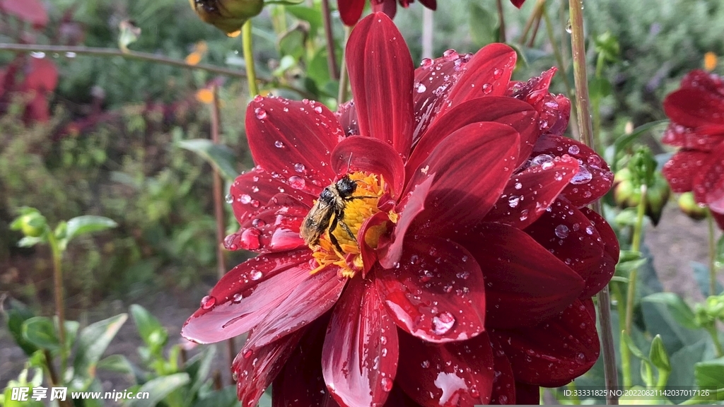 大丽花