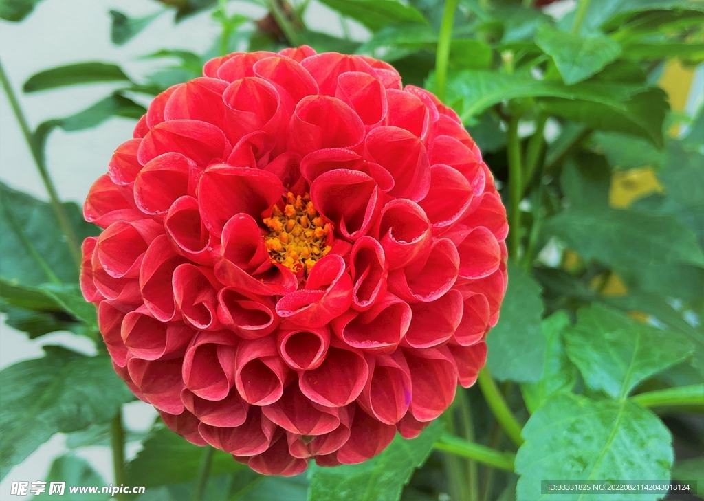 大丽花