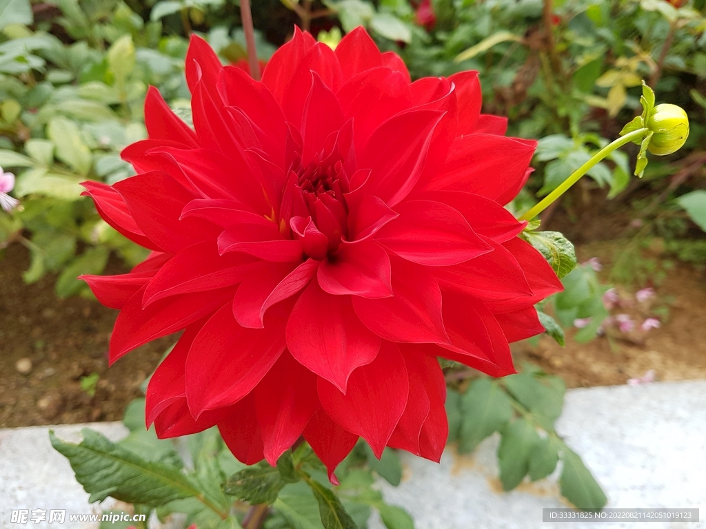 大丽花