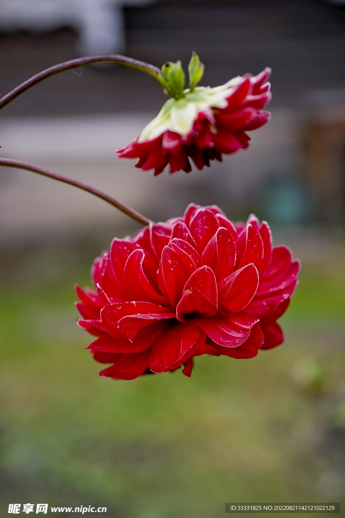 大丽花