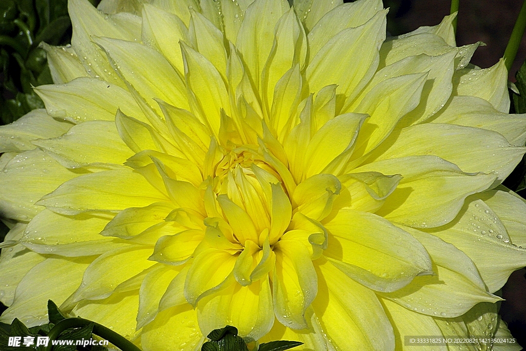 大丽花