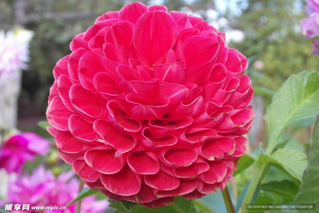 大丽花