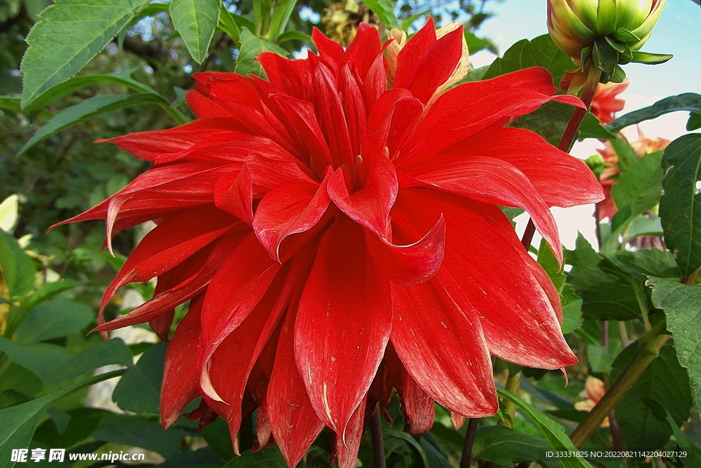 大丽花