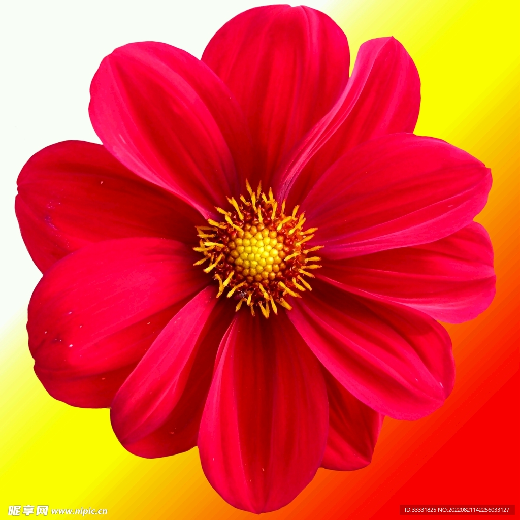 大丽花
