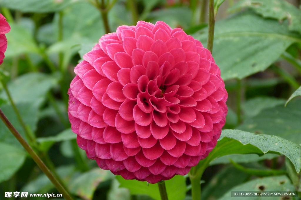 大丽花