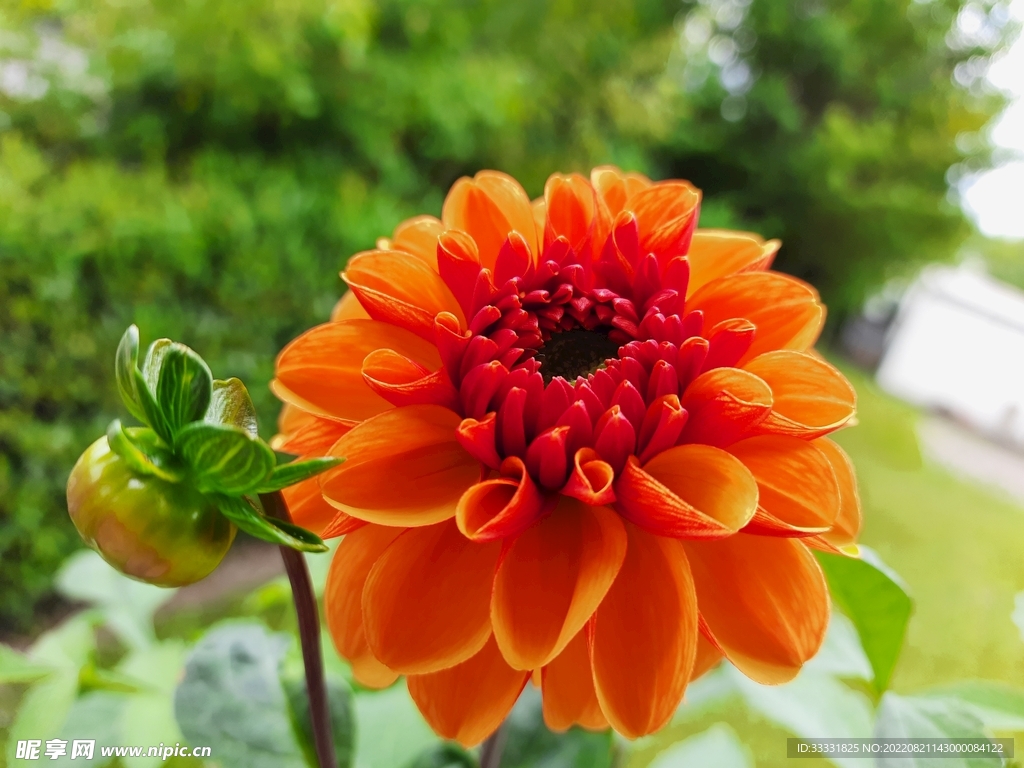 大丽花