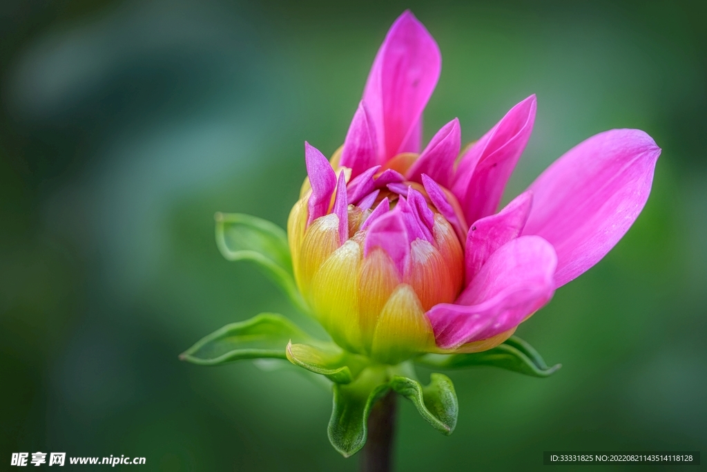 大丽花