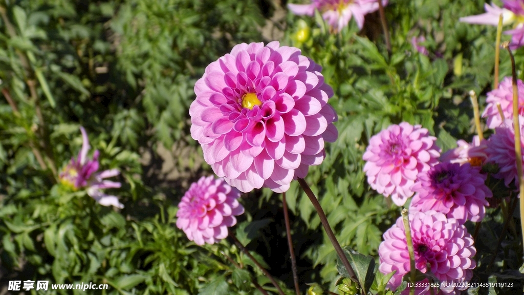 大丽花