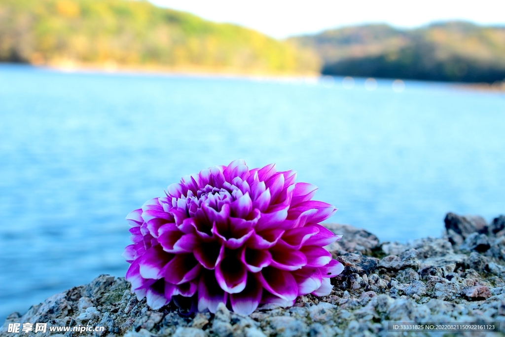 大丽花