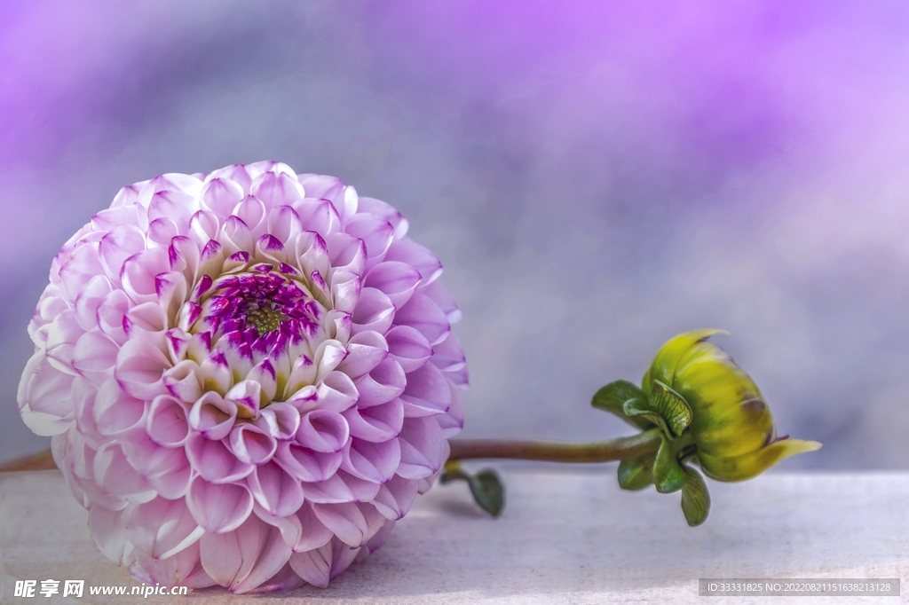 大丽花