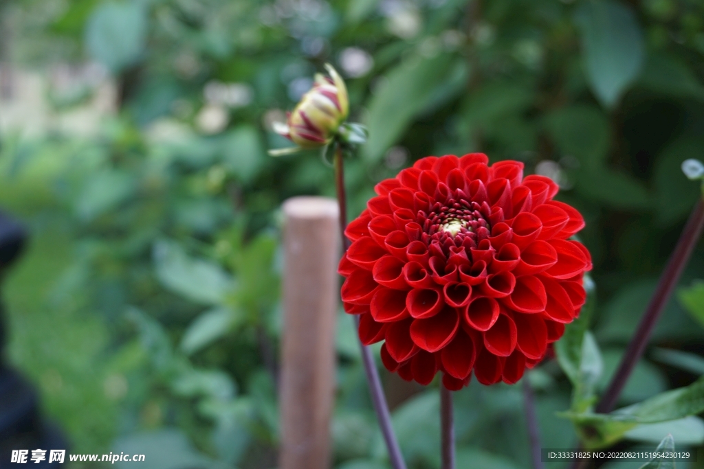 大丽花