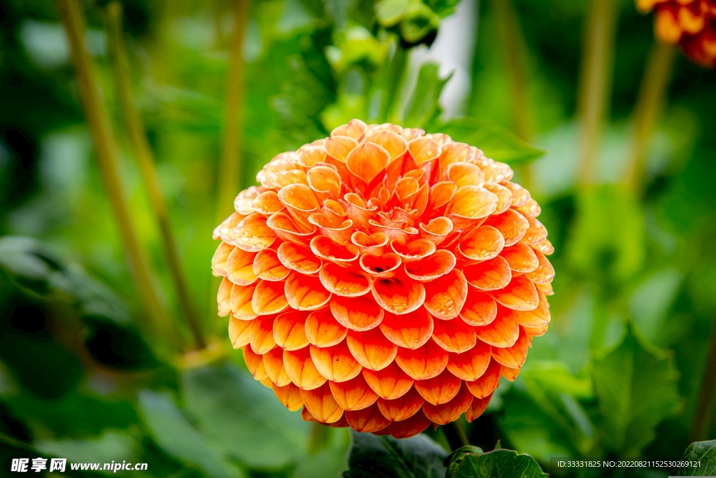 大丽花