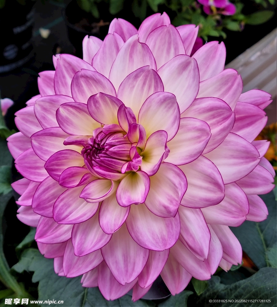 大丽花