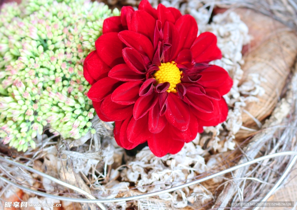 大丽花