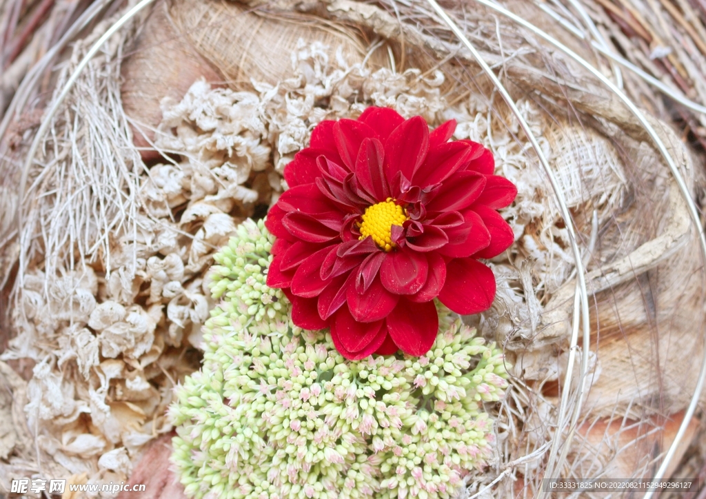 大丽花