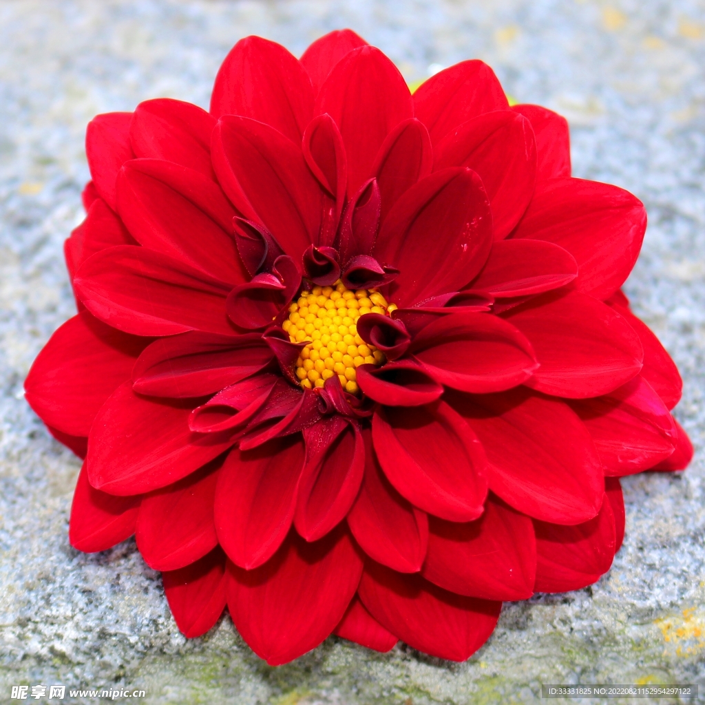 大丽花