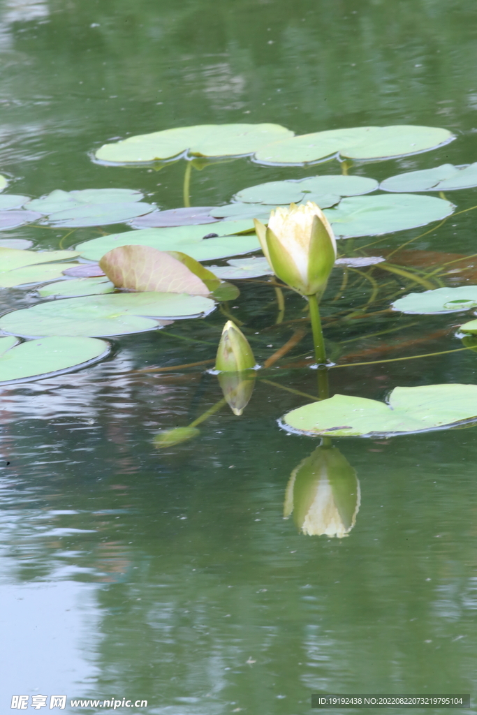 睡莲花