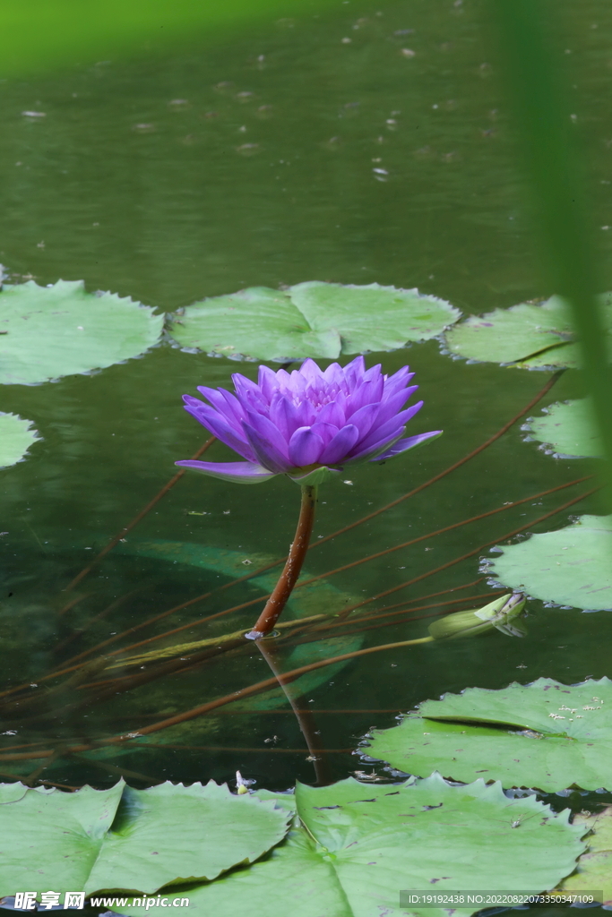 睡莲花