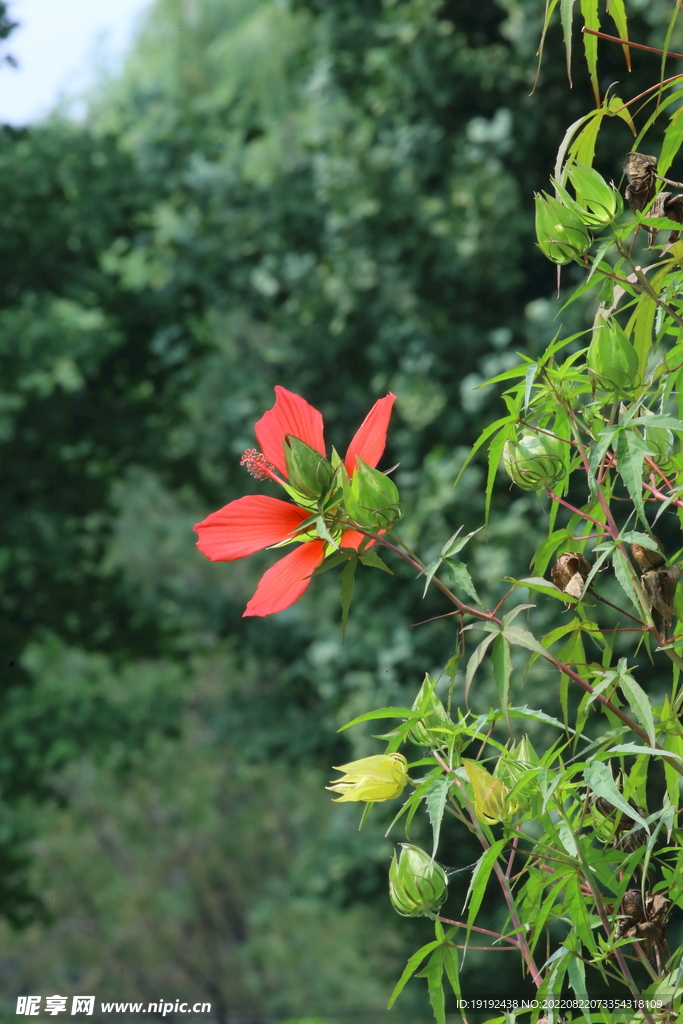 园林花草