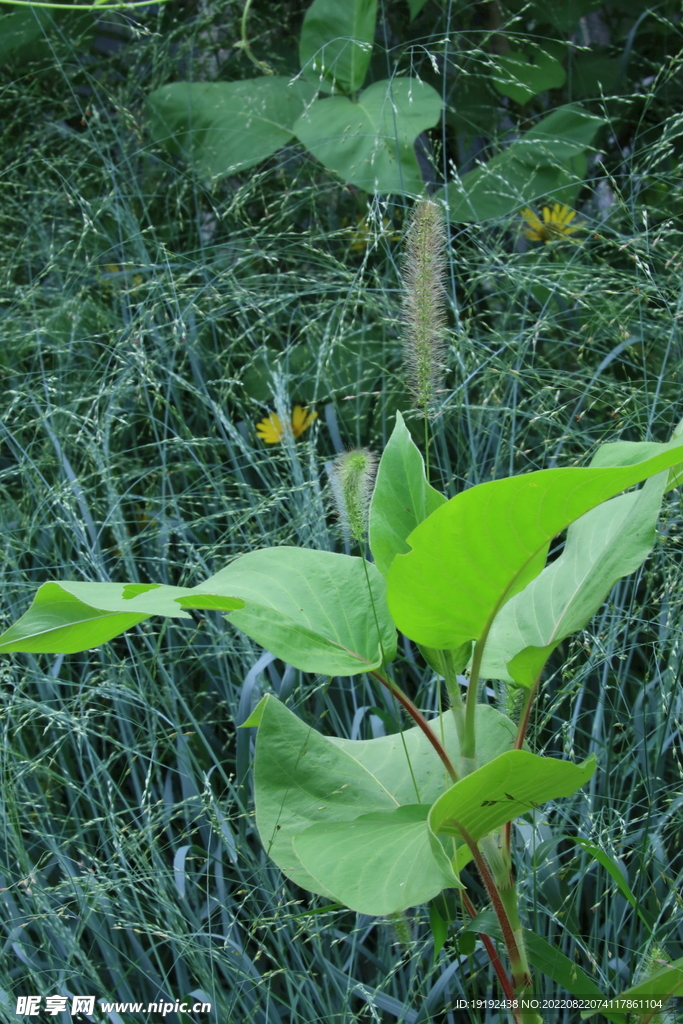 园林花草 